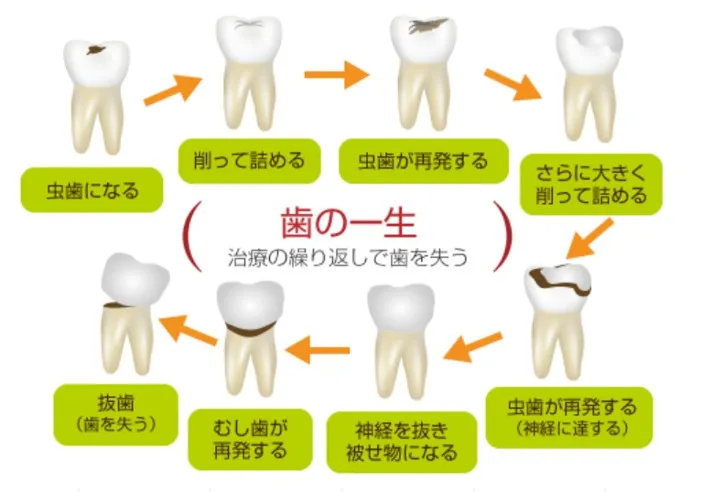 歯の一生